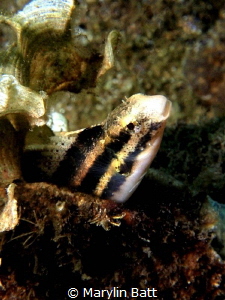 Fang Blenny shyly peeking from his fideout. by Marylin Batt 
